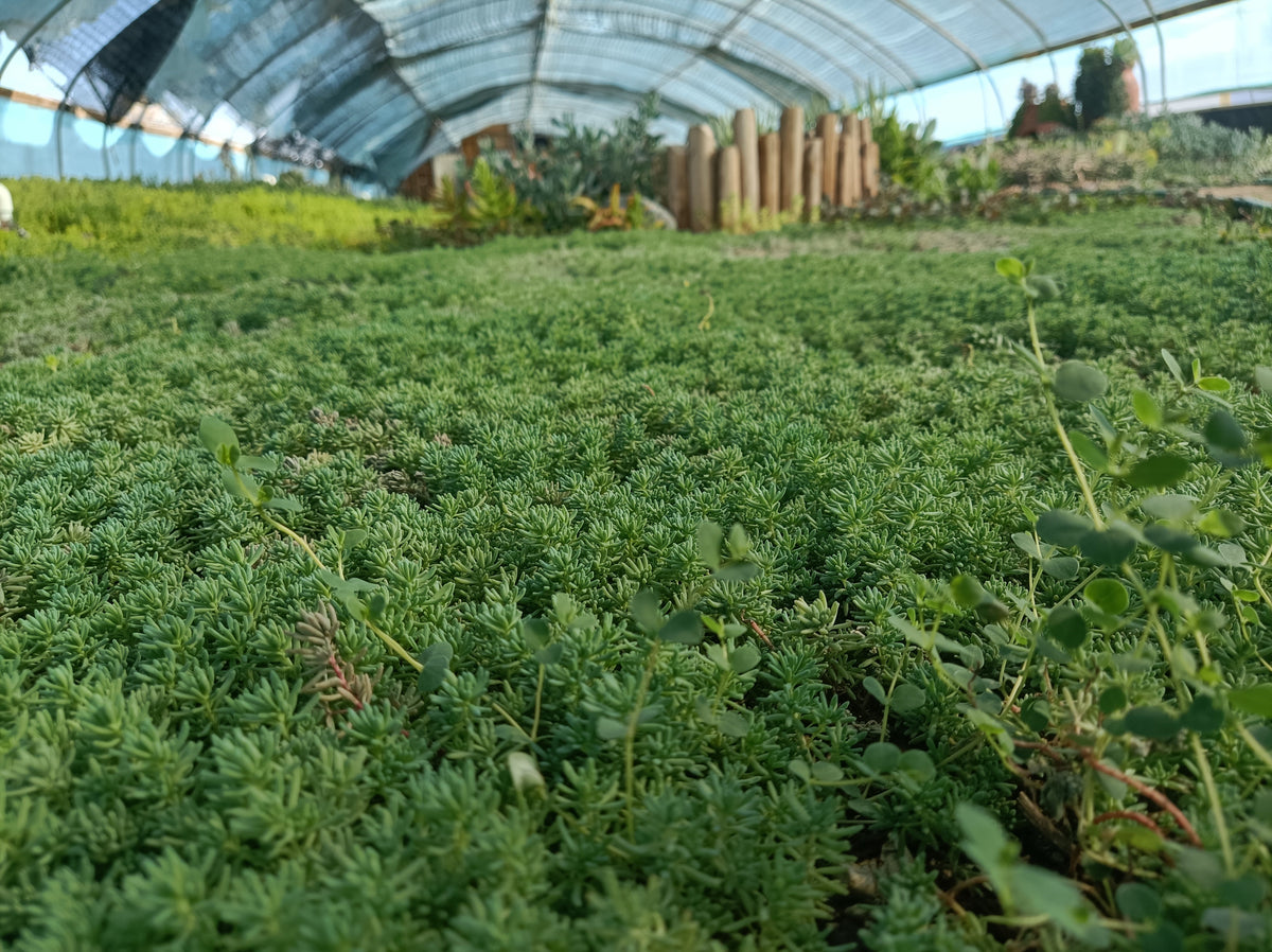 Lawns