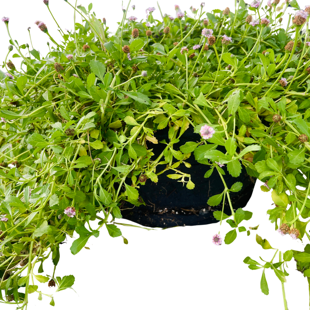 Creeping Lippia (Phyla nodiflora) — Bagged Groundcover