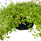 Creeping Lippia (Phyla nodiflora) — Bagged Groundcover