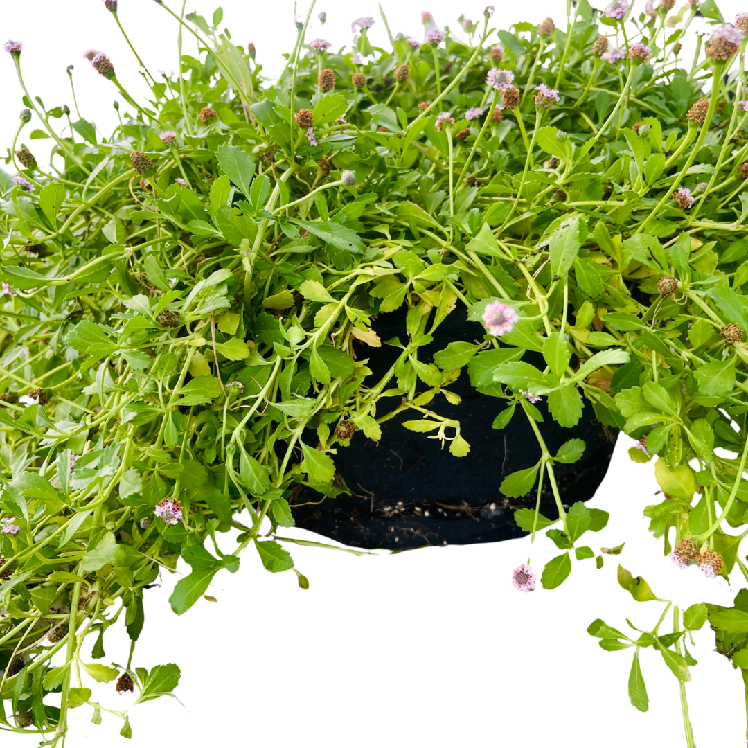 Creeping Lippia (Phyla nodiflora) — Bagged Groundcover