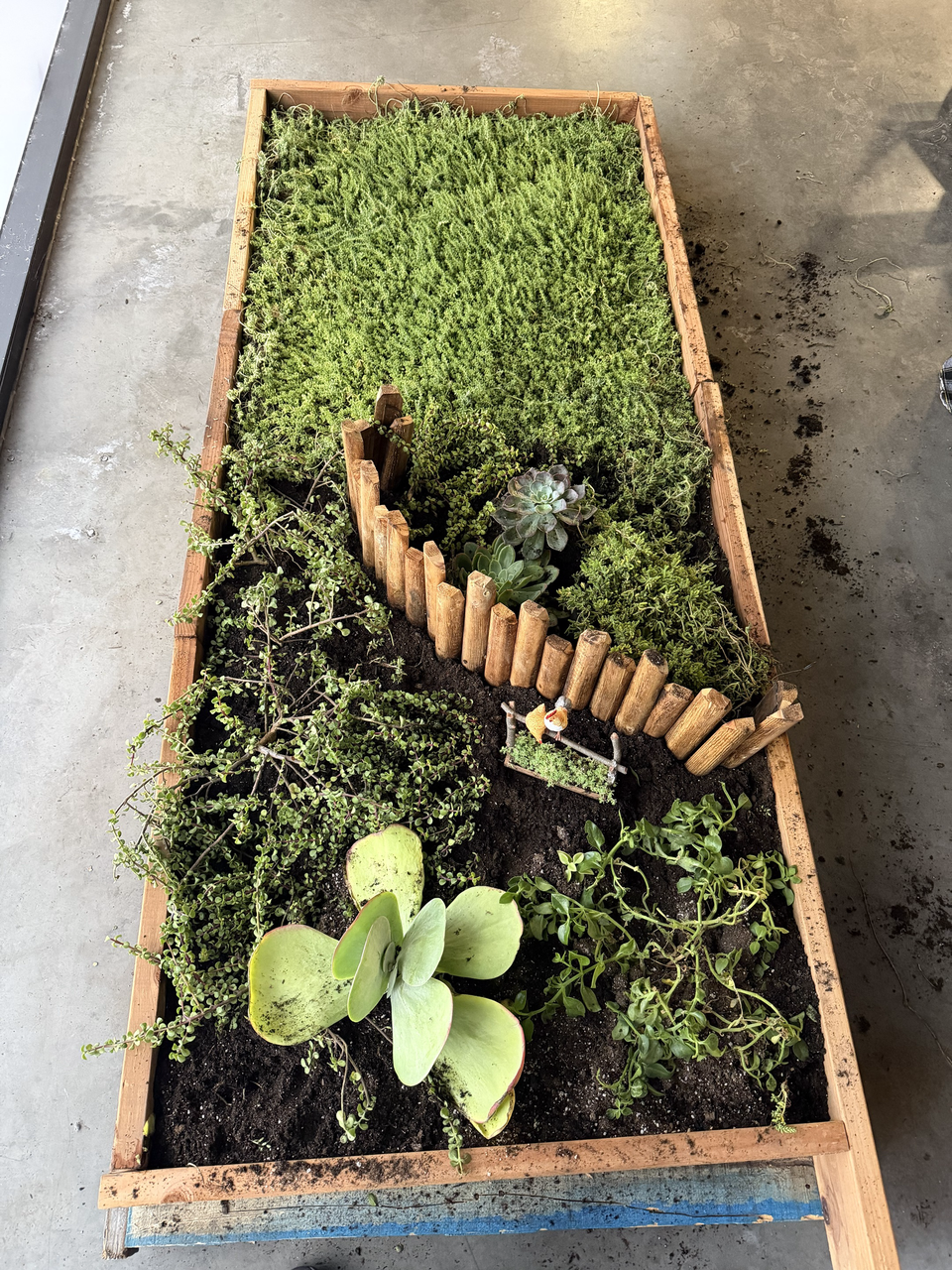 Drought-Resistant succulent Lawn Set - Coral Sedum, Pink Ice Plant, Blue Carpet & 4 Live Starter Plants for a Vibrant, Low-Maintenance Garden