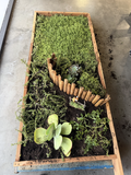 Drought-Resistant succulent Lawn Set - Coral Sedum, Pink Ice Plant, Blue Carpet & 4 Live Starter Plants for a Vibrant, Low-Maintenance Garden