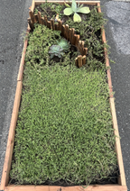 Drought-Resistant succulent Lawn Set - Coral Sedum, Pink Ice Plant, Blue Carpet & 4 Live Starter Plants for a Vibrant, Low-Maintenance Garden