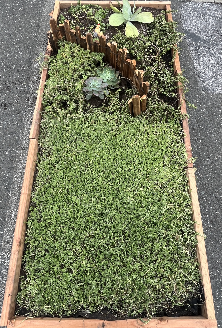 Drought-Resistant succulent Lawn Set - Coral Sedum, Pink Ice Plant, Blue Carpet & 4 Live Starter Plants for a Vibrant, Low-Maintenance Garden