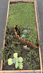 Drought-Resistant succulent Lawn Set - Coral Sedum, Pink Ice Plant, Blue Carpet & 4 Live Starter Plants for a Vibrant, Low-Maintenance Garden