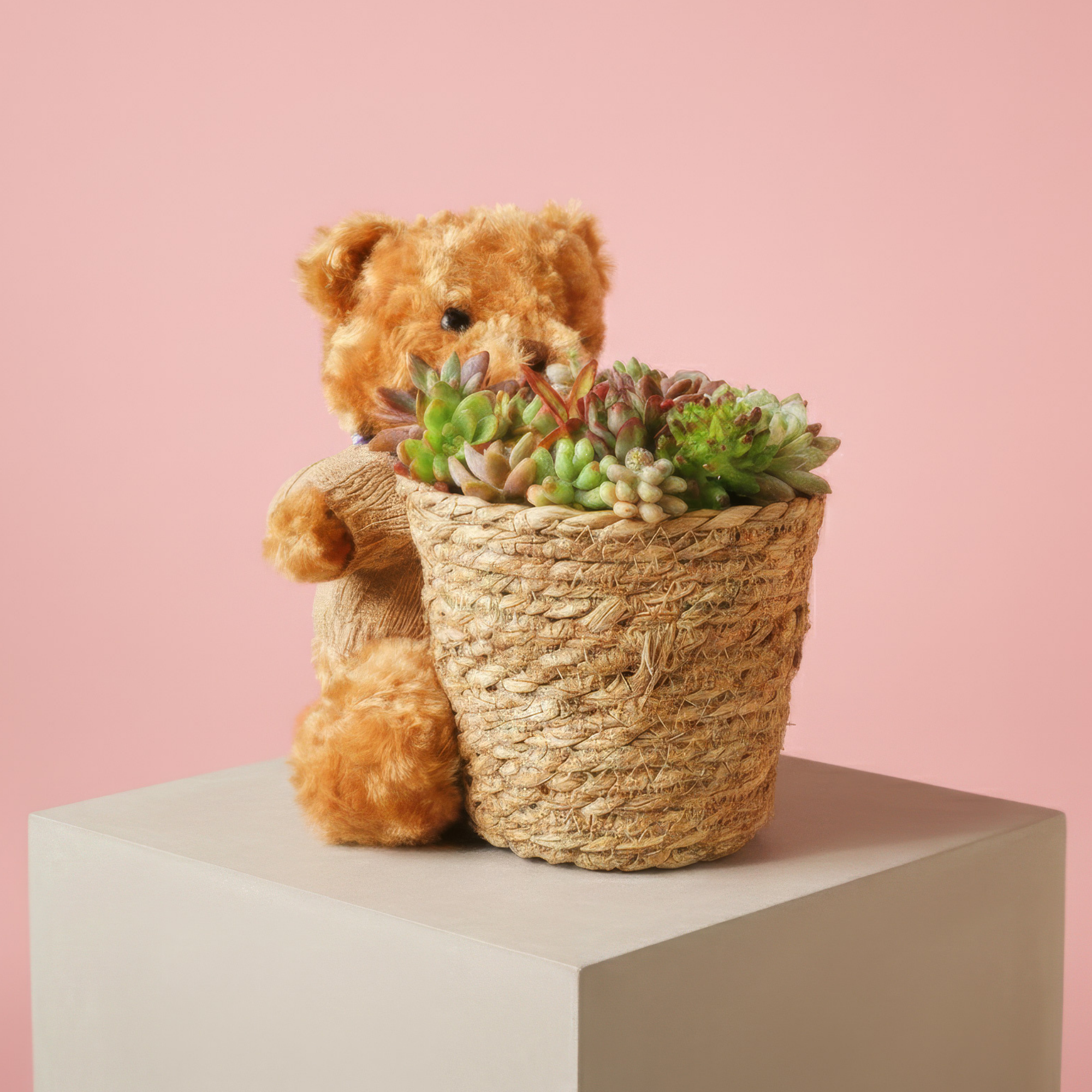 Little Bear Soilless Succulent Cuttings Basket – Living Succulent Floral Arrangement with Moisture Base-Clean, Soil-Free, Long-Lasting Décor