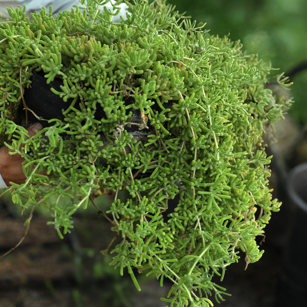 Pink Ice Plant (Lampranthus deltoides) - Bagged Groundcover