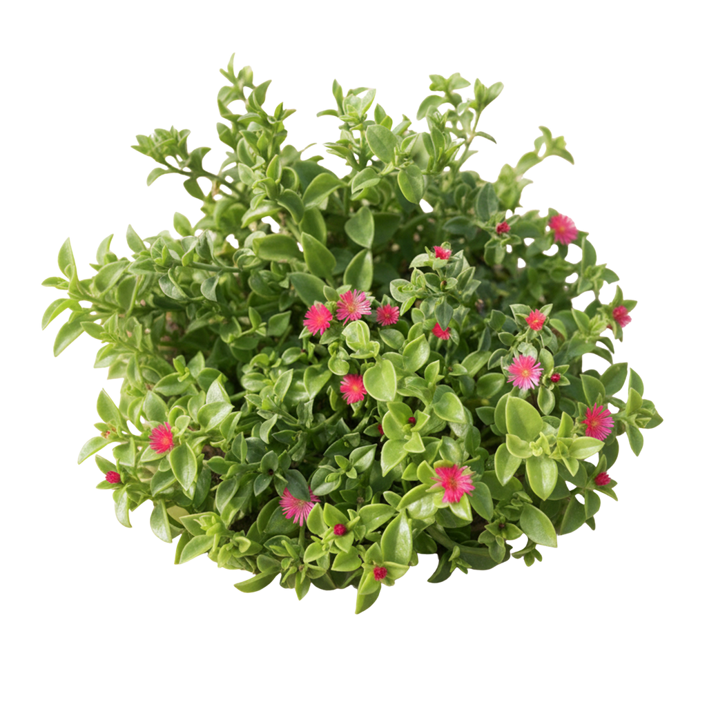 Red Apple Baby Sun Rose (Aptenia cordifolia) - Bagged Groundcover