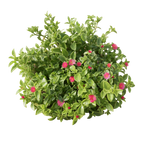 Red Apple Baby Sun Rose (Aptenia cordifolia) - Bagged Groundcover
