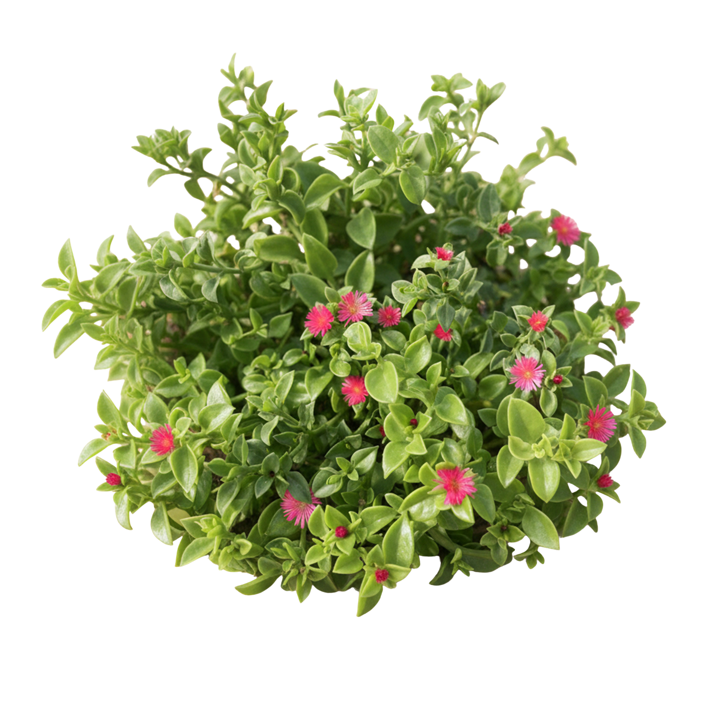 Red Apple Baby Sun Rose (Aptenia cordifolia) - Bagged Groundcover