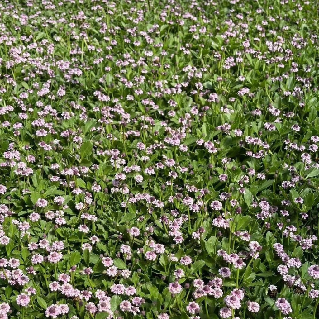 Creeping Lippia (Phyla nodiflora) — Bagged Groundcover