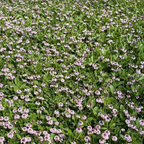Creeping Lippia (Phyla nodiflora) — Bagged Groundcover