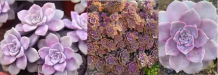 Echeveria 'Perle von Nürnberg' - Plant Tray (16.5 in × 16.5 in)