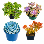 10 sq. ft. Natural Succulent Garden Kit