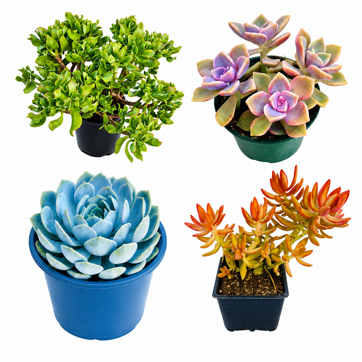 10 sq. ft. Natural Succulent Garden Kit