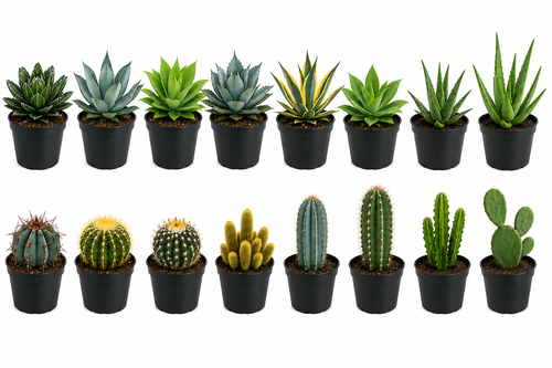 10 sq. ft. Desert Garden Kit