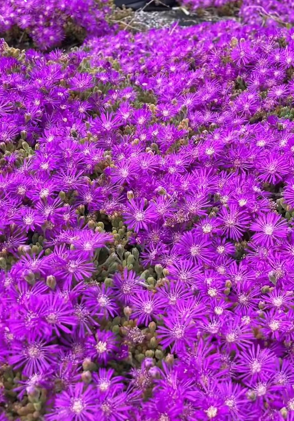 Pink Ice Plant (Lampranthus deltoides) - Plant Tray (16.5 in × 16.5 in)