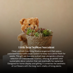 Little Bear Soilless Succulent Cuttings Basket – Living Succulent Floral Arrangement with Moisture Base-Clean, Soil-Free, Long-Lasting Décor