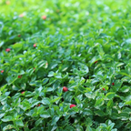 Red Apple Baby Sun Rose (Aptenia cordifolia) - Plant Tray (16.5 in × 16.5 in)