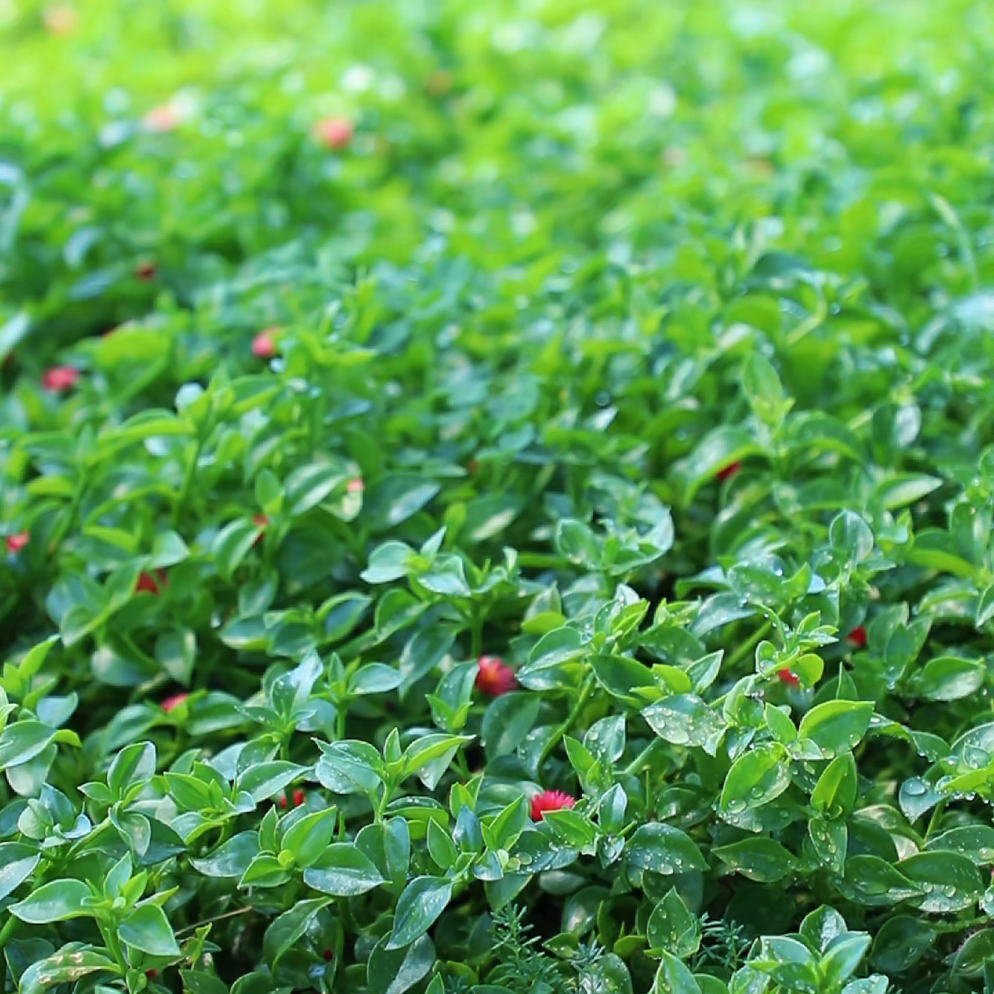 Red Apple Baby Sun Rose (Aptenia cordifolia) - Bagged Groundcover