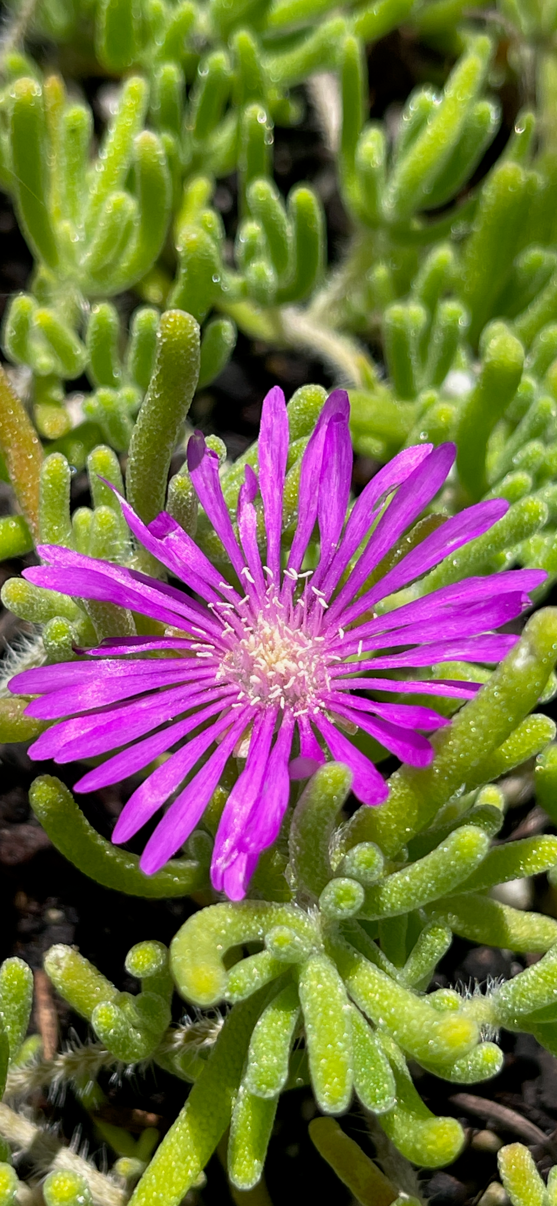 Pink Ice Plant/Delosperma cooperi - Sample Page Only, Product Not Active