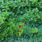 Red Apple Baby Sun Rose (Aptenia cordifolia) - Plant Tray (16.5 in × 16.5 in)