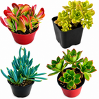 10 sq. ft. Natural Succulent Garden Kit
