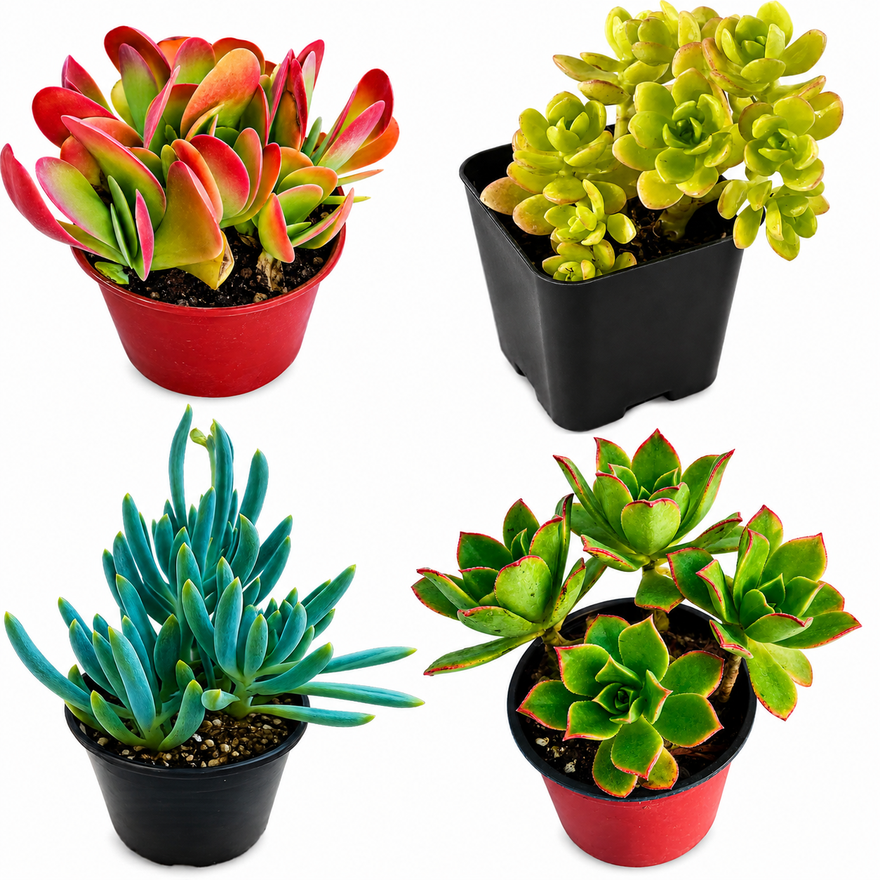 10 sq. ft. Natural Succulent Garden Kit