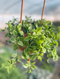 Red Apple Baby Sun Rose (Aptenia cordifolia) - Hanging Basket