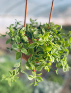 Red Apple Baby Sun Rose (Aptenia cordifolia) - Hanging Basket