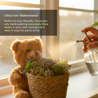 Little Bear Soilless Succulent Cuttings Basket – Living Succulent Floral Arrangement with Moisture Base-Clean, Soil-Free, Long-Lasting Décor