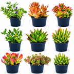 10 sq. ft. Natural Succulent Garden Kit