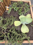 Drought-Resistant succulent Lawn Set - Coral Sedum, Pink Ice Plant, Blue Carpet & 4 Live Starter Plants for a Vibrant, Low-Maintenance Garden