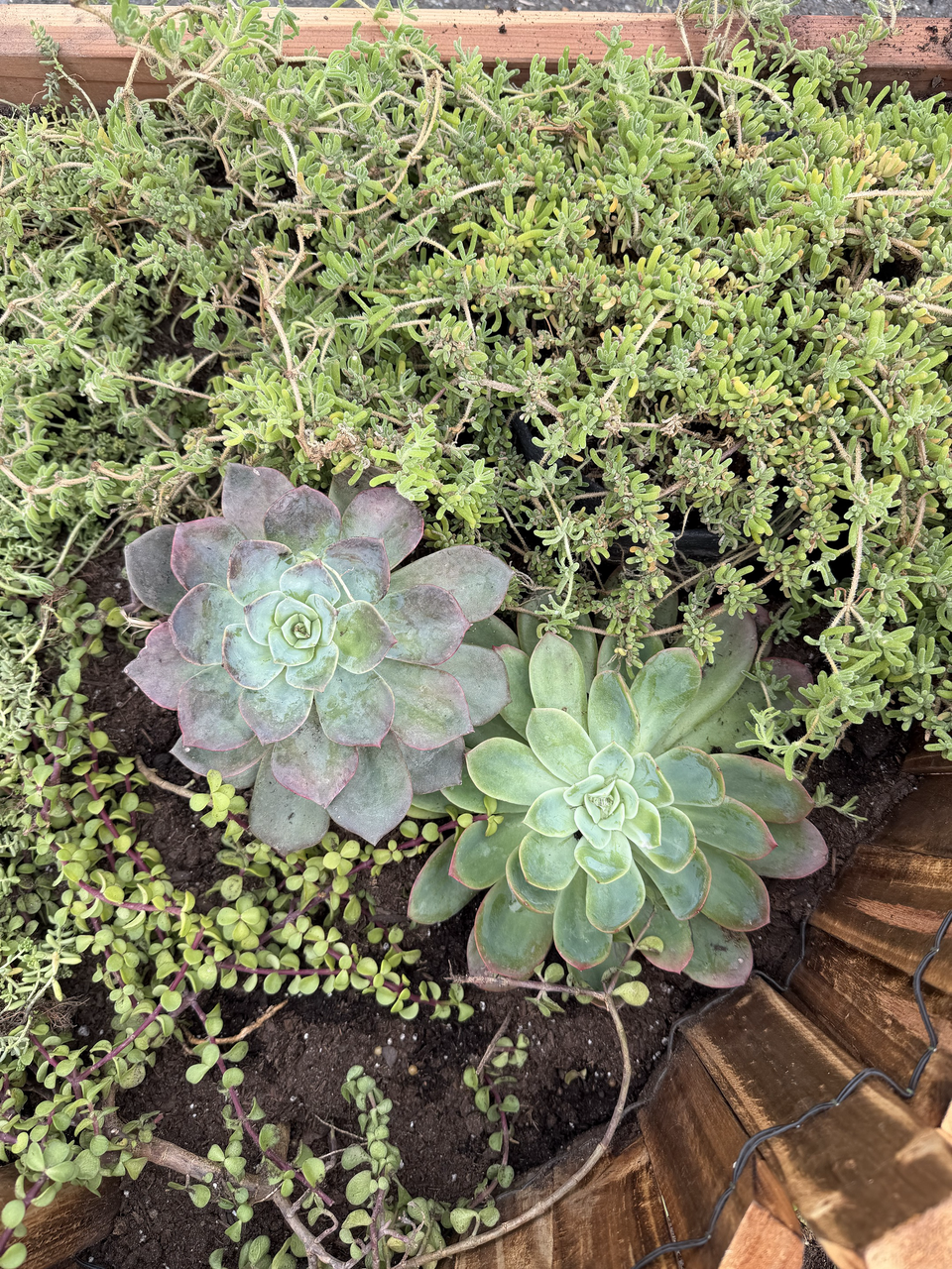 Drought-Resistant succulent Lawn Set - Coral Sedum, Pink Ice Plant, Blue Carpet & 4 Live Starter Plants for a Vibrant, Low-Maintenance Garden
