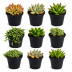 10 sq. ft. Natural Succulent Garden Kit