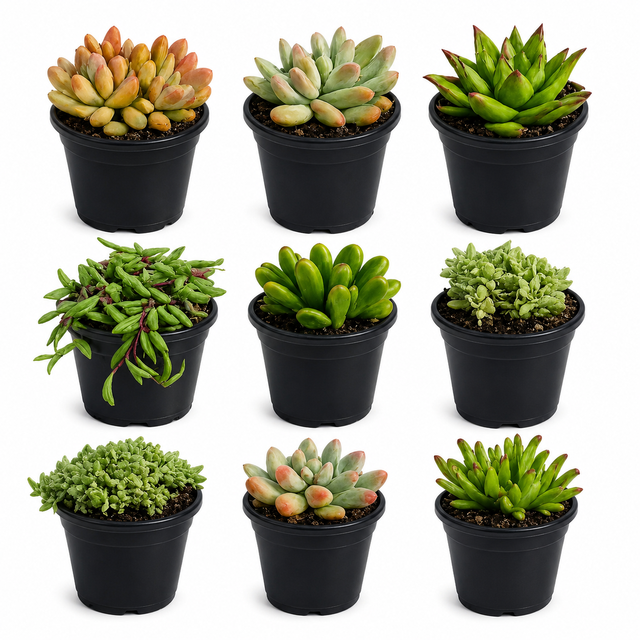 10 sq. ft. Natural Succulent Garden Kit