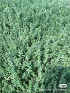 Coral Carpet/sedum album - Sample Page Only, Product Not Active