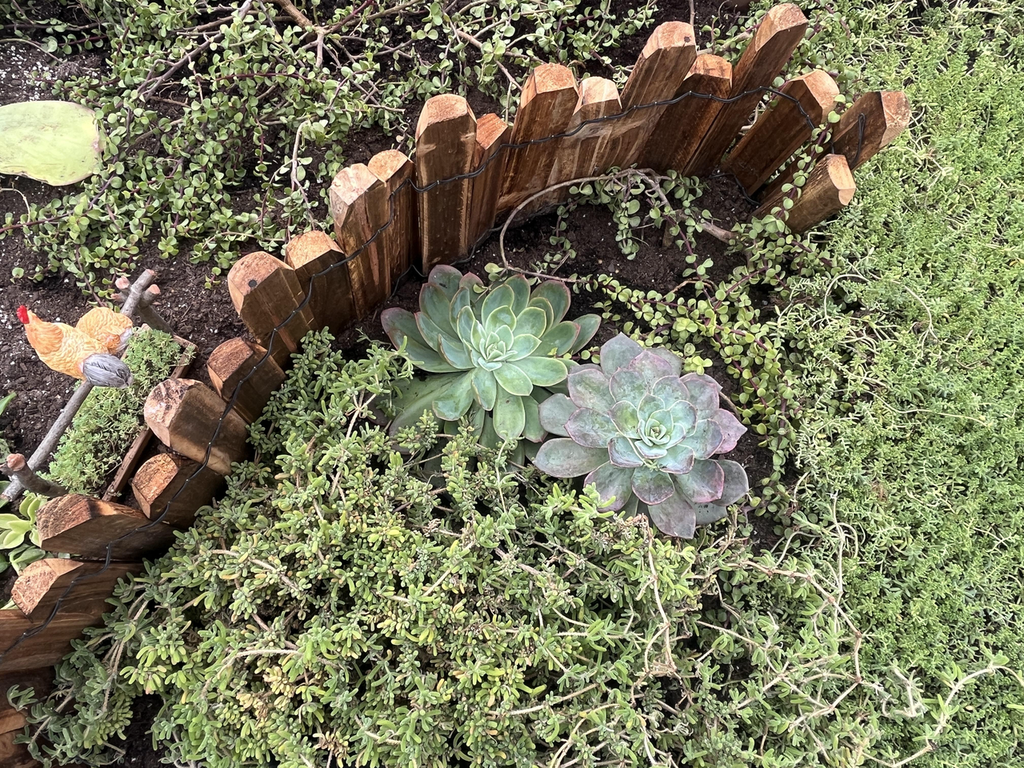 Drought-Resistant succulent Lawn Set - Coral Sedum, Pink Ice Plant, Blue Carpet & 4 Live Starter Plants for a Vibrant, Low-Maintenance Garden