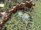 Drought-Resistant succulent Lawn Set - Coral Sedum, Pink Ice Plant, Blue Carpet & 4 Live Starter Plants for a Vibrant, Low-Maintenance Garden