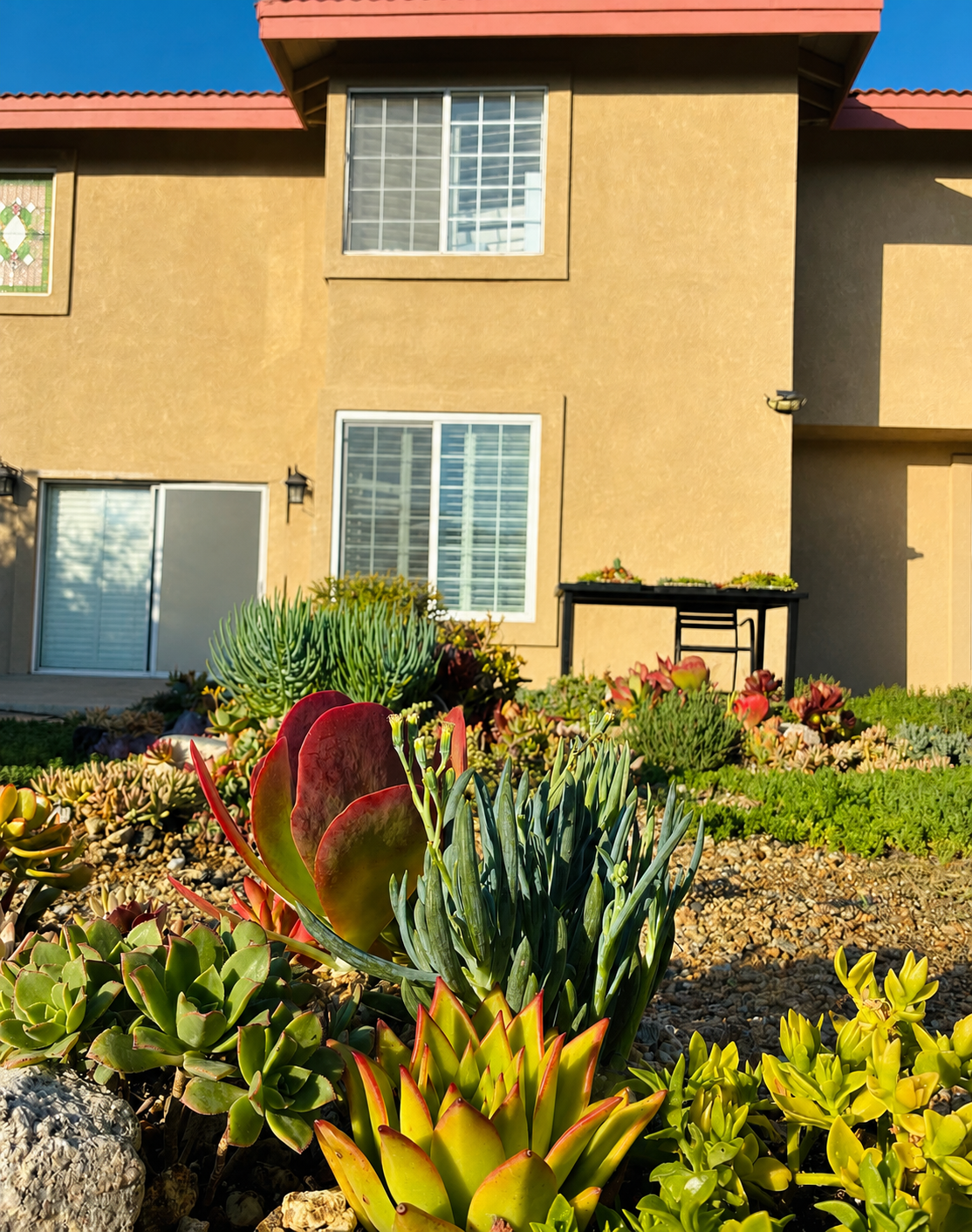 10 sq. ft. Natural Succulent Garden Kit