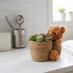 Little Bear Soilless Succulent Cuttings Basket – Living Succulent Floral Arrangement with Moisture Base-Clean, Soil-Free, Long-Lasting Décor