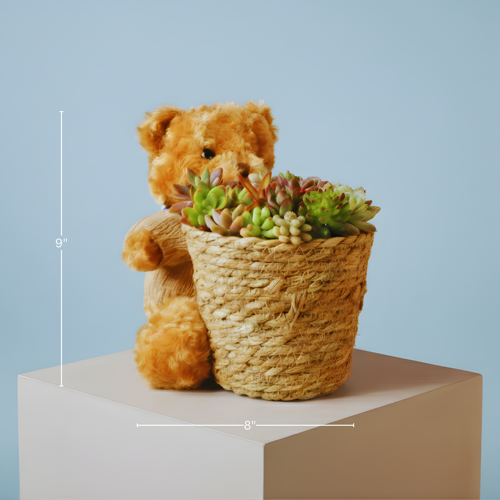 Little Bear Soilless Succulent Cuttings Basket – Living Succulent Floral Arrangement with Moisture Base-Clean, Soil-Free, Long-Lasting Décor