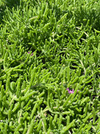 Pink Ice Plant/Delosperma cooperi - Sample Page Only, Product Not Active