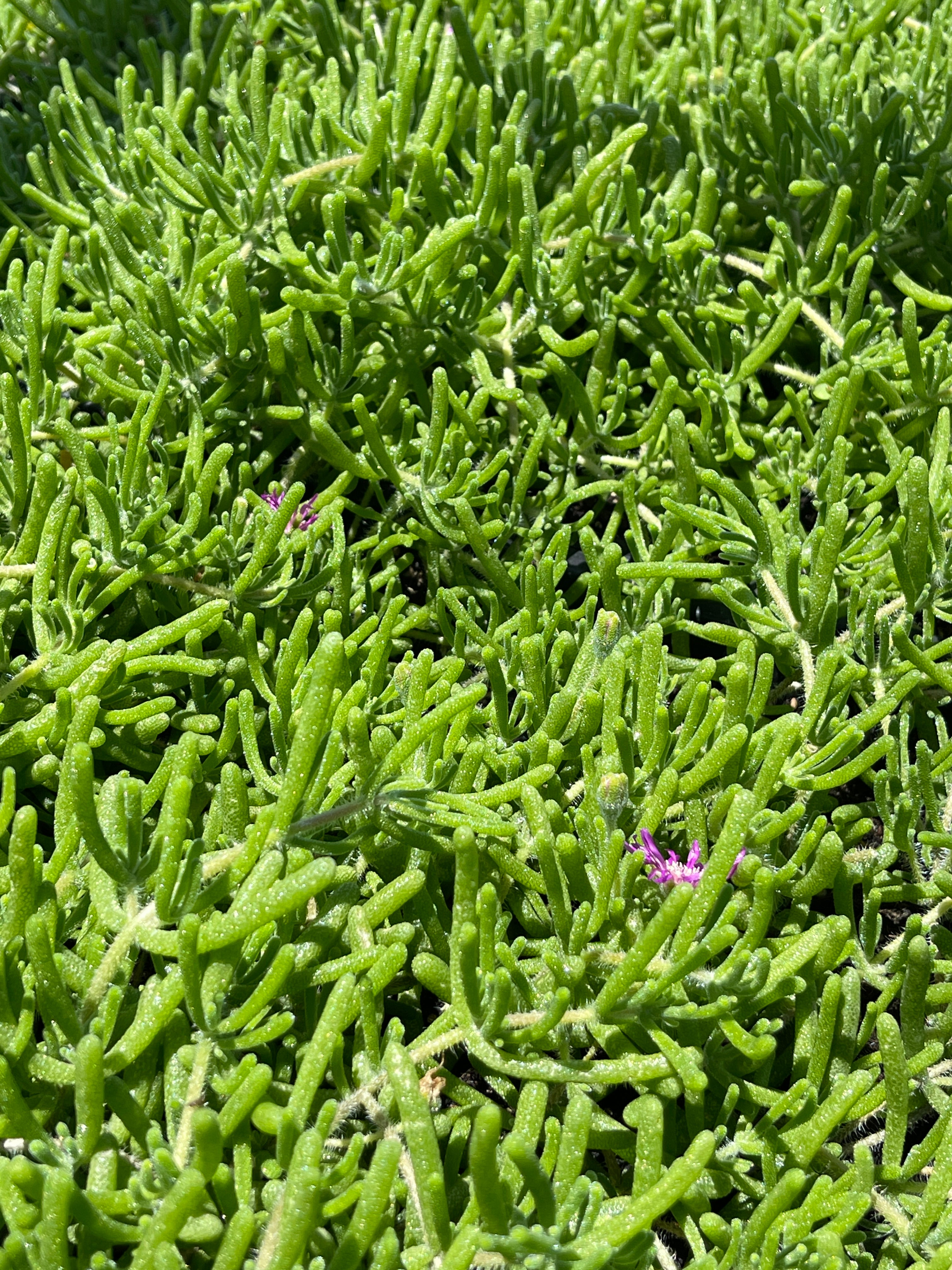 Pink Ice Plant/Delosperma cooperi - Sample Page Only, Product Not Active