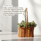 Soil-Free Succulent Cut-Flower System