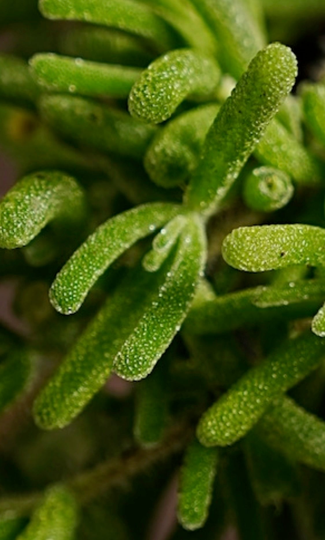 Pink Ice Plant/Delosperma cooperi - Sample Page Only, Product Not Active