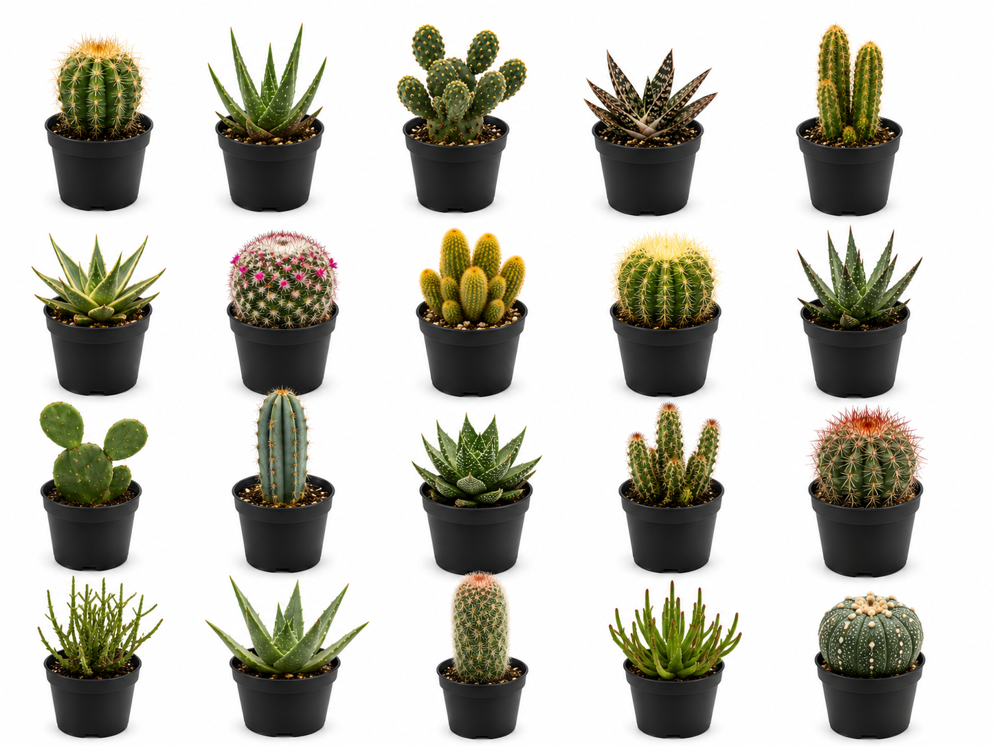 10 sq. ft. Desert Garden Kit