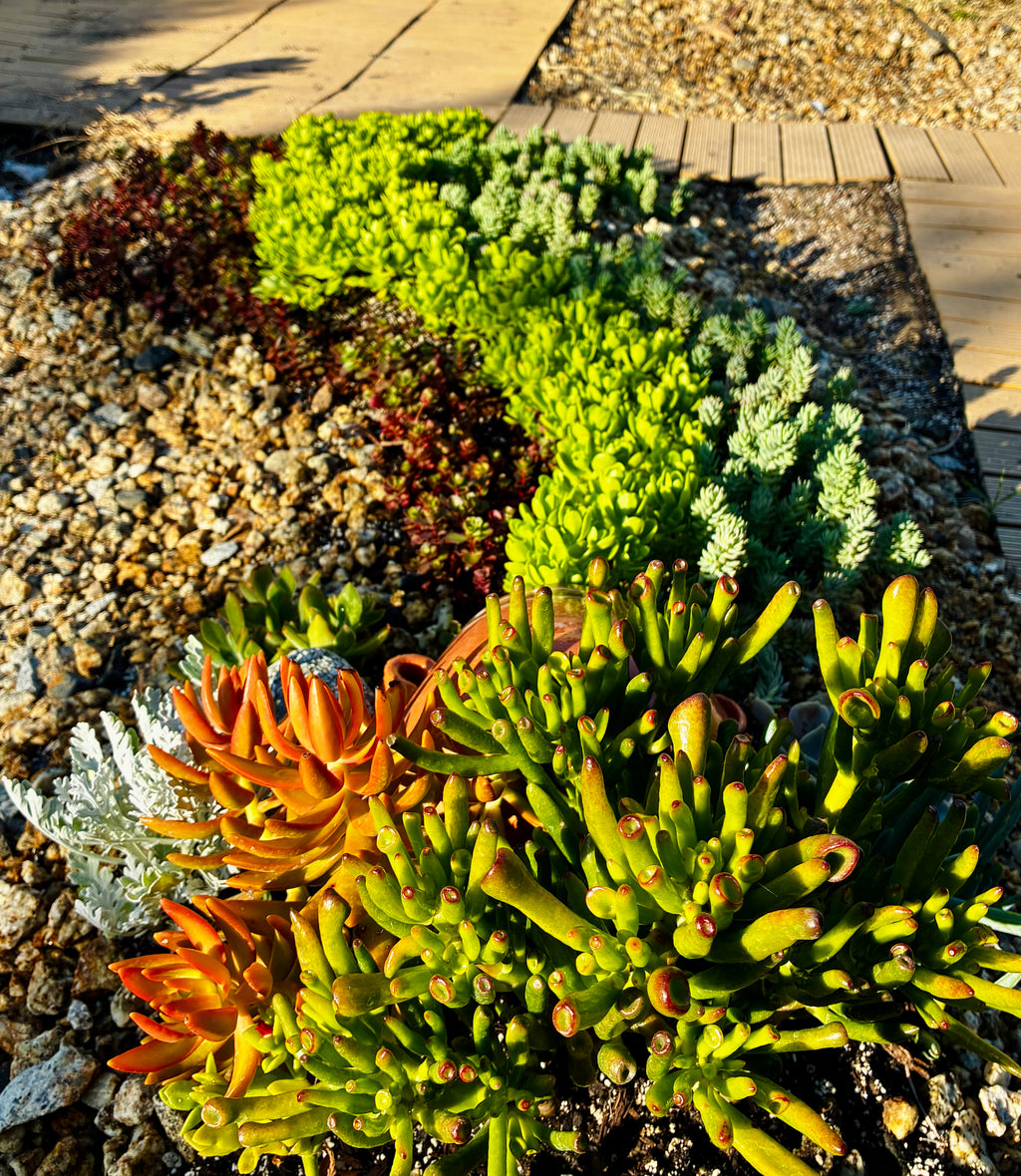 10 sq. ft. Ceramic Pot Garden Kit