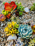 10 sq. ft. Natural Succulent Garden Kit