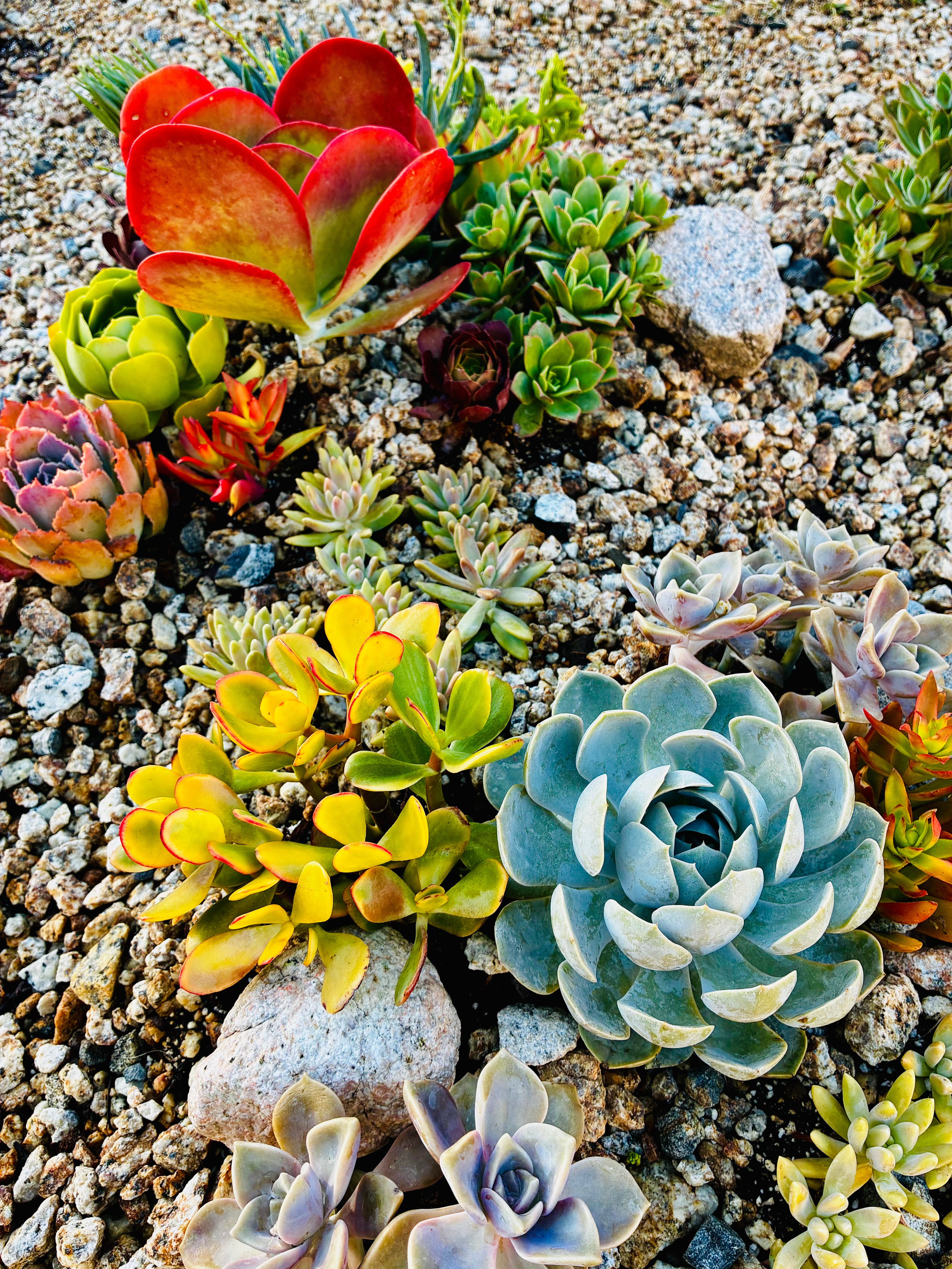 10 sq. ft. Natural Succulent Garden Kit